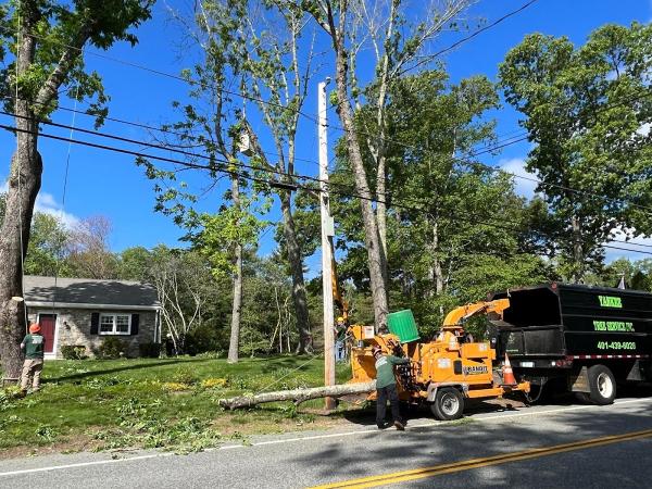 Yankee Tree Service