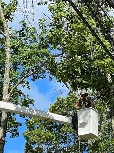 Yankee Tree Service