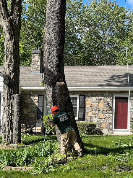 Yankee Tree Service