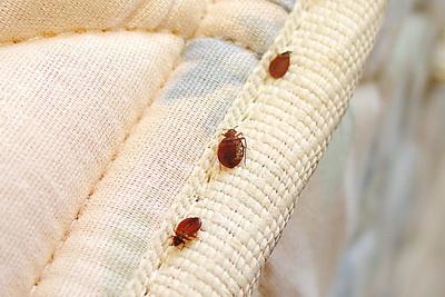 A1 Bed Bug Exterminator