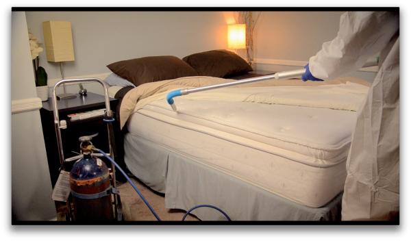 A1 Bed Bug Exterminator