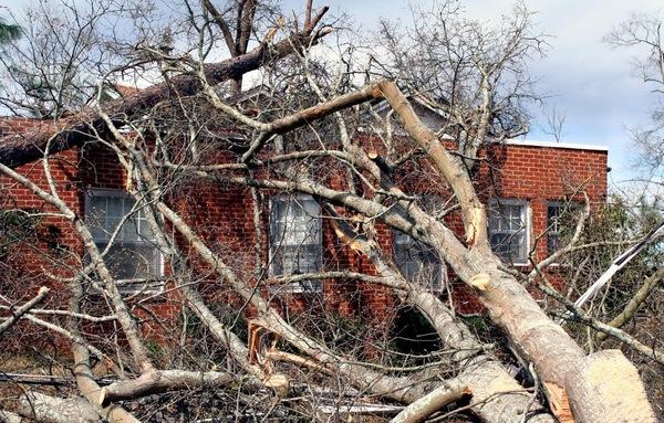 Tree Solutions Dr Philips