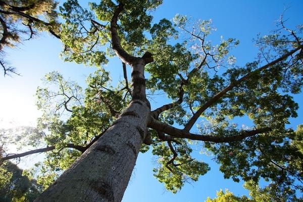 Tree Solutions Dr Philips