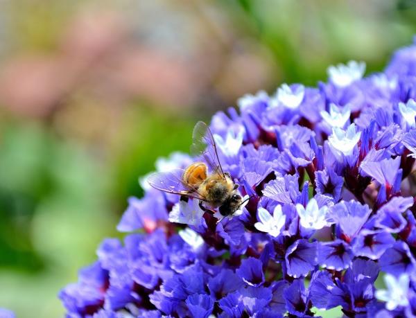The Bee Hunter