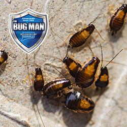 Connecticut Pest Elimination