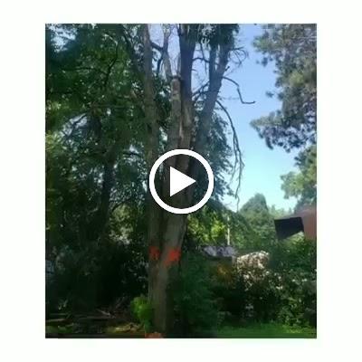 Hansen Tree Service