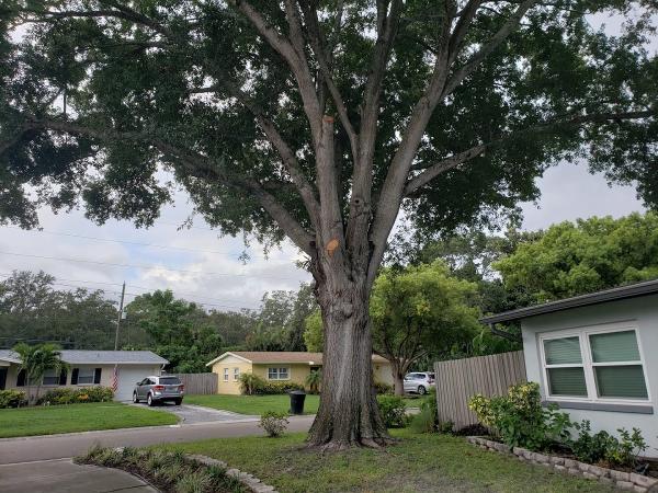 Murray's Tree Service