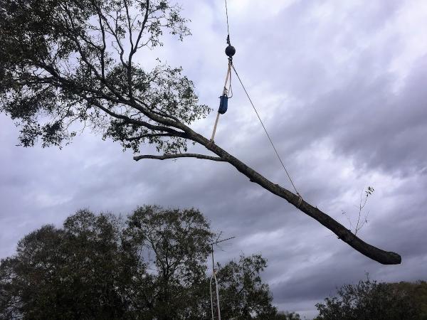 Murray's Tree Service