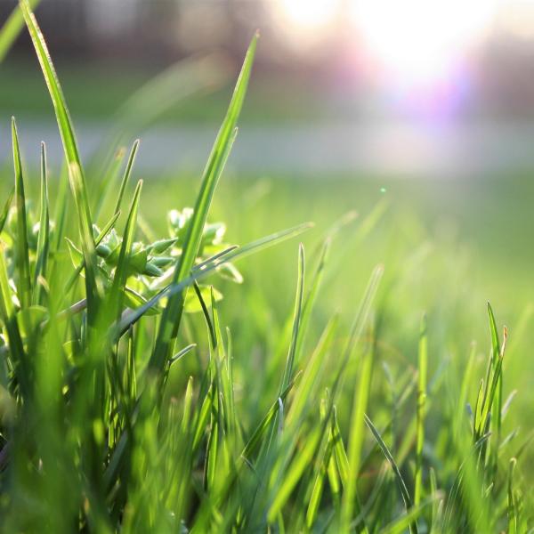 Go Green Services LLC