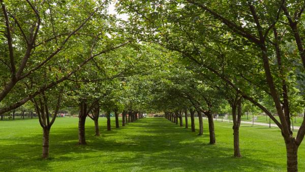 Treetola's Arbor Care