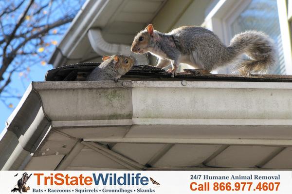 Tristate Wildlife
