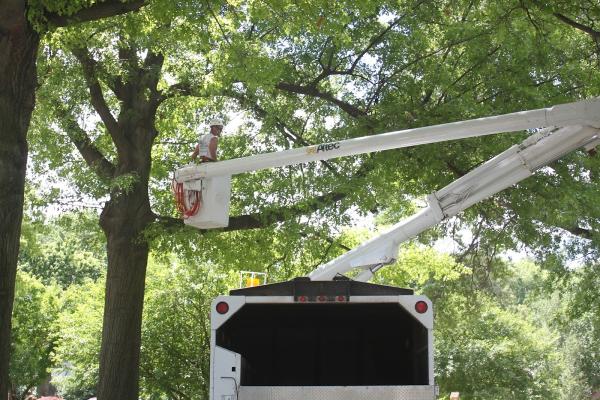Lincoln Landscaping and Trees Division