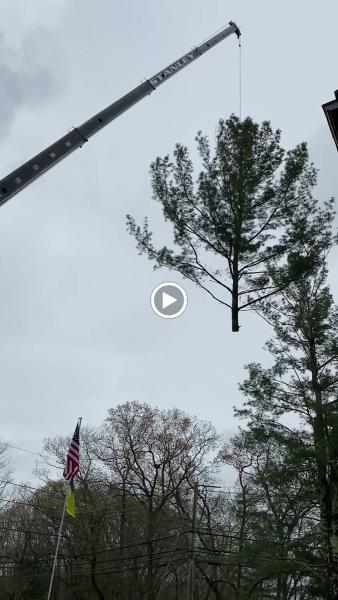 Stanley Tree Service