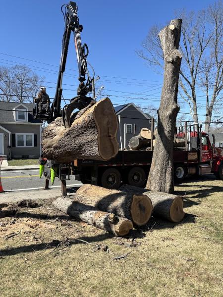 Stanley Tree Service