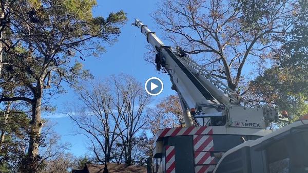 Peachtree Arborists