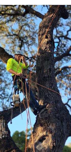 Precise Tree Care & Removal