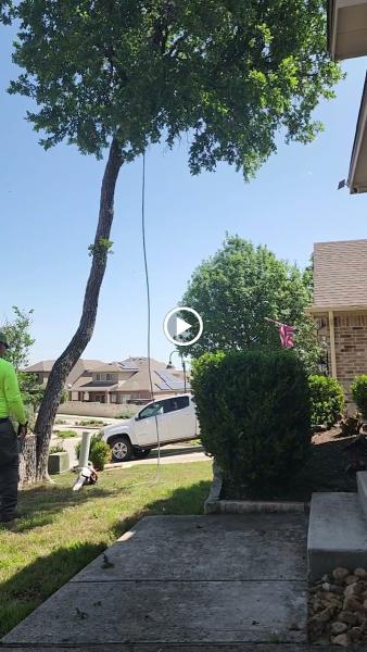 Precise Tree Care & Removal