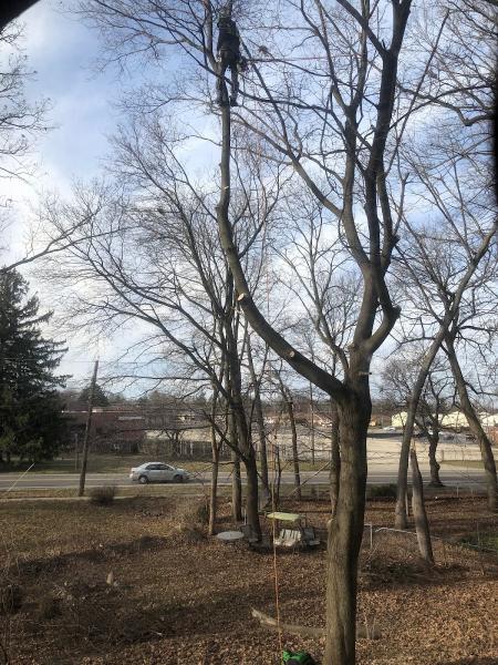 Cruz Tree Services