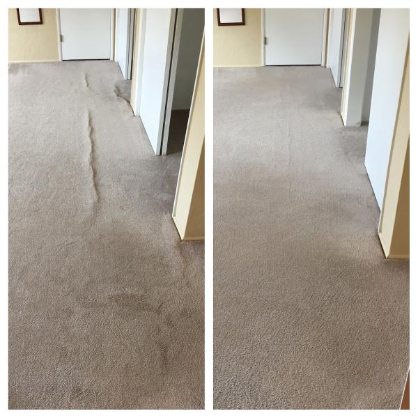 Top Dog Carpet Cleaning