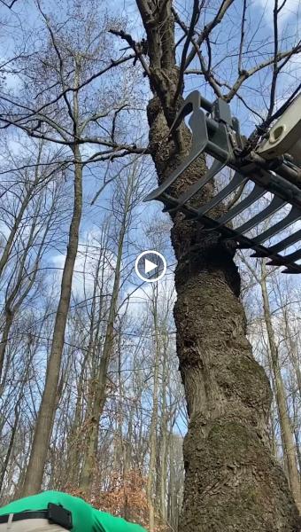 Tree Inc.