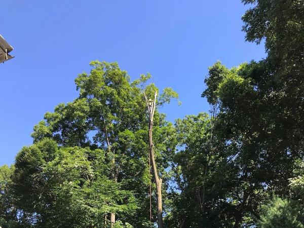 Tree Inc.