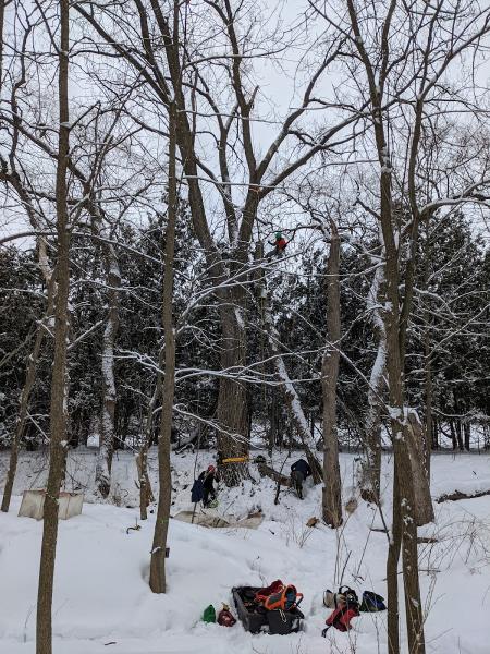 Heartwood Tree Company