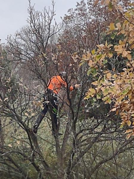 Heartwood Tree Company