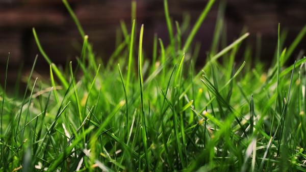 Home & Garden Pest Control