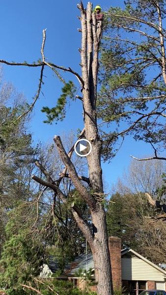 BNC Tree Service