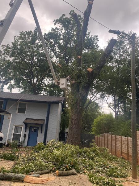 BNC Tree Service