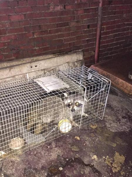Birmingham Animal Exterminator