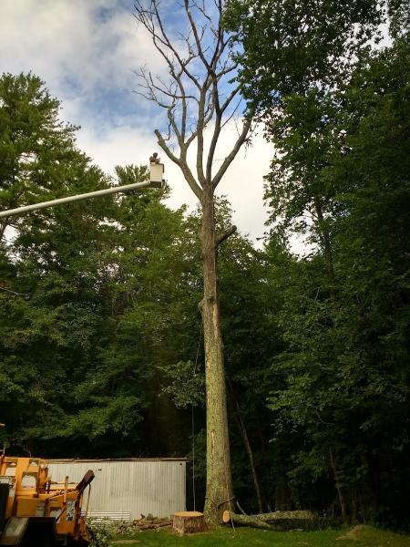 Mendall Tree Removal Service