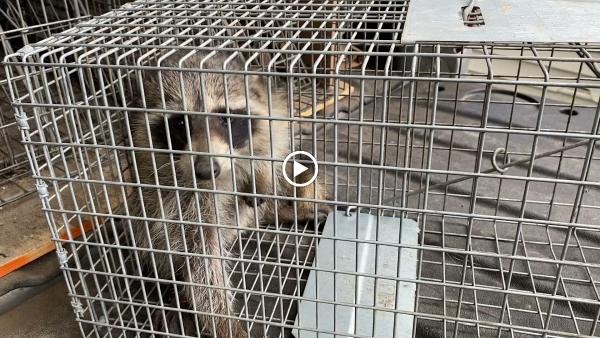 J d'S Wildlife Services