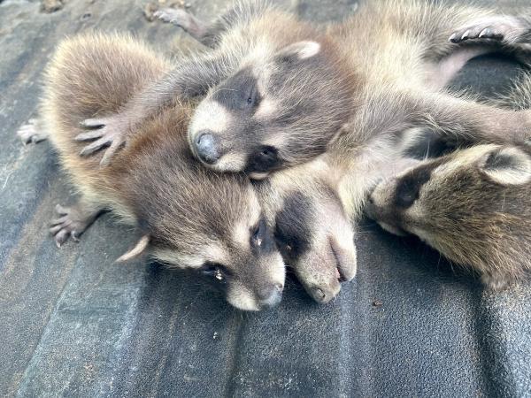 J d'S Wildlife Services