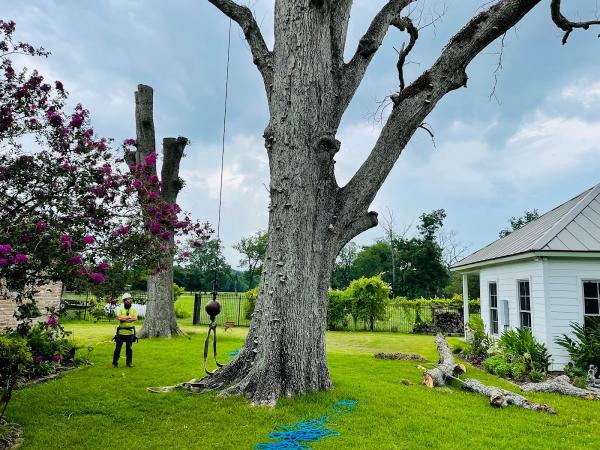 Arbor Tech Tree Service