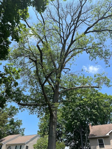 Jake's Tree Service