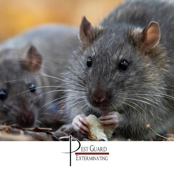 Pest Guard Exterminating