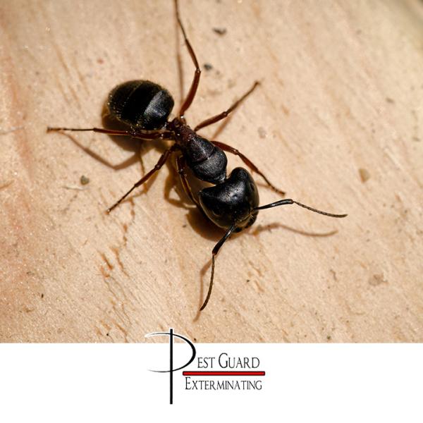 Pest Guard Exterminating