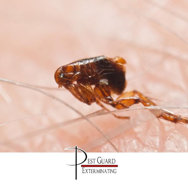 Pest Guard Exterminating