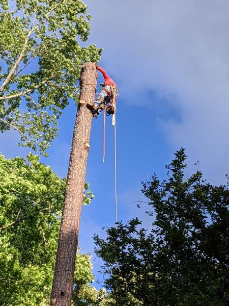 Triple Tree Removal