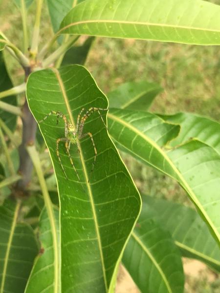 Green Pest Services