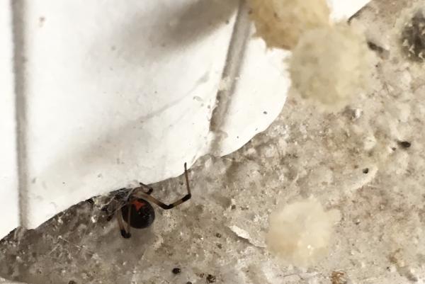 Green Pest Services