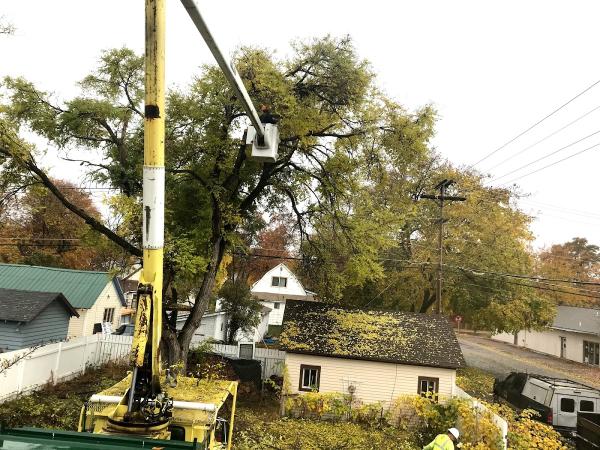 Independent Tree Service