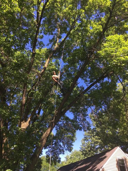 T&D Tree Service