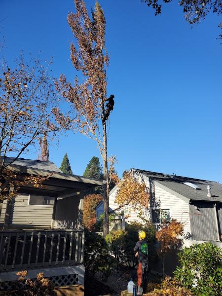 Top Tier Tree Care