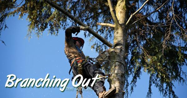 Branching Out Tree Service