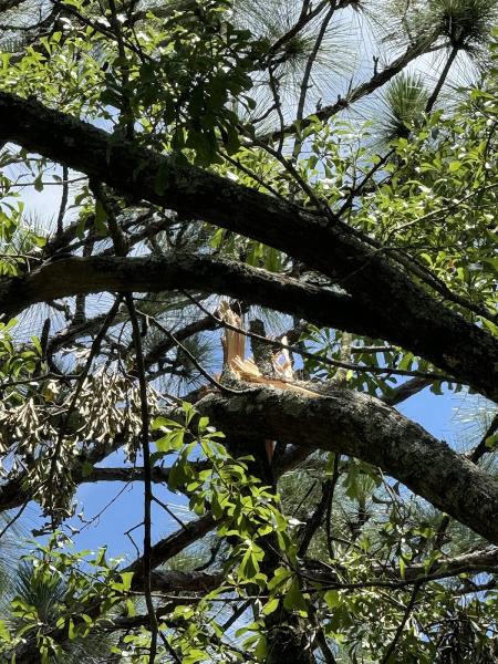 Branching Out Tree Service