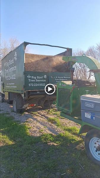 Big Bird Tree Service