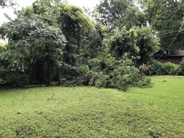 Big Bird Tree Service