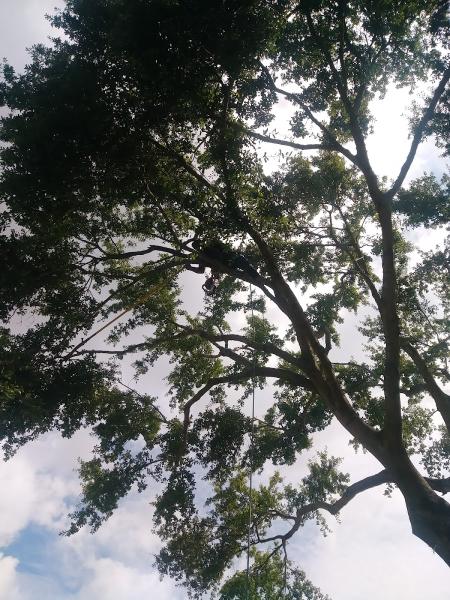 Garcia's Tree Service AND Lawn Care